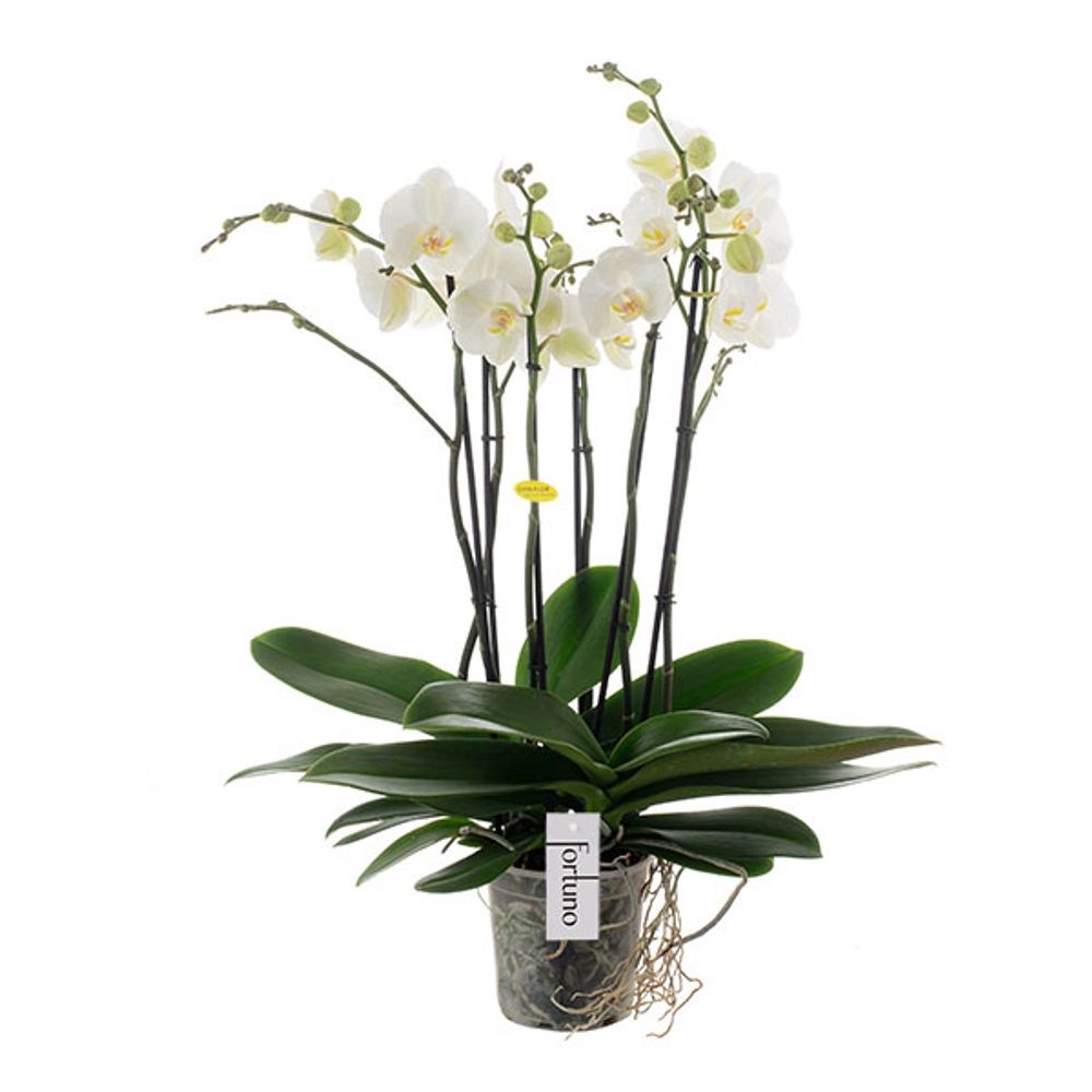 Phal.6-R weiss Largo T17 H85