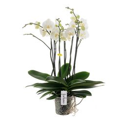 Phal.6-R weiss Largo T17 H85