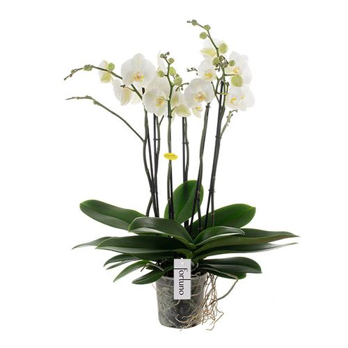 Phal.6-R weiss Largo T17 H85