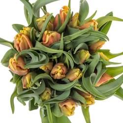 Tulpe orange/gelb Dee Jay Triflor 34 Gramm