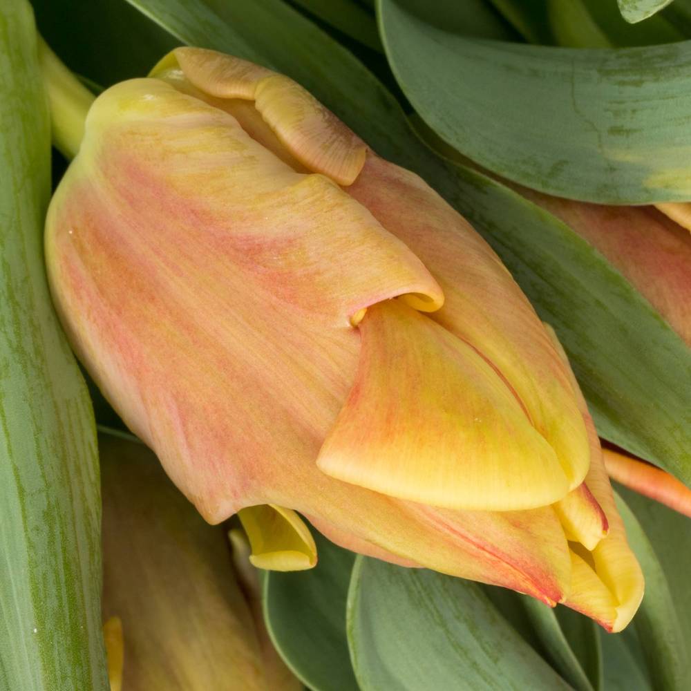 Tulpe orange/gelb Dee Jay Triflor 34 Gramm