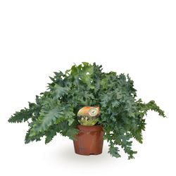 Phlebodium Davana T19 H40