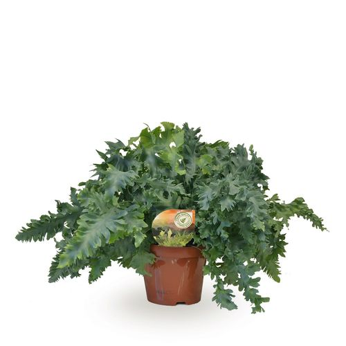 Phlebodium Davana T19 H40