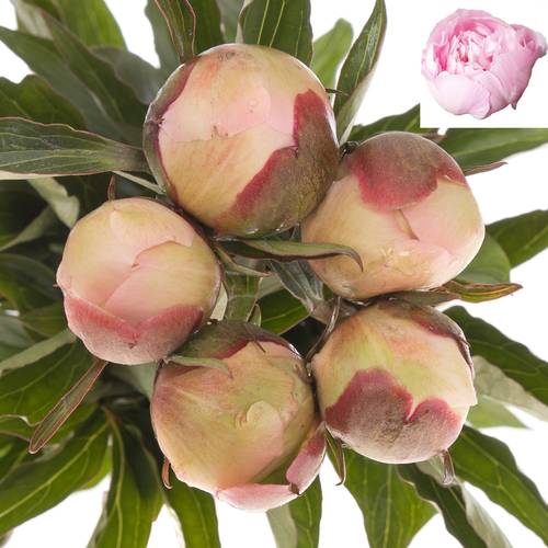 Pfingstrose rosa gefüllt Alertie 60cm