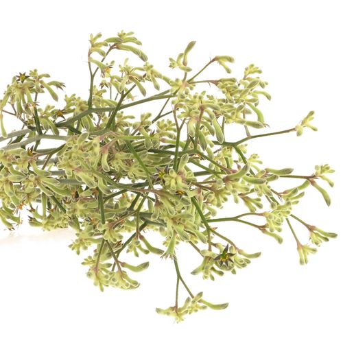 Kangeroo grün Nat.80cm