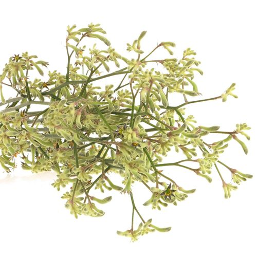 Kangeroo grün Nat.80cm