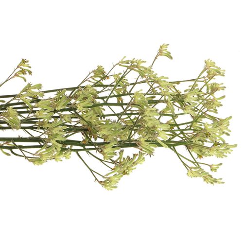 Kangeroo grün Nat.80cm