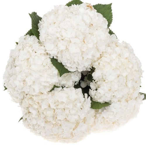 Hortensie weiss gefüll Highnes6 Bol 17cm 60cm