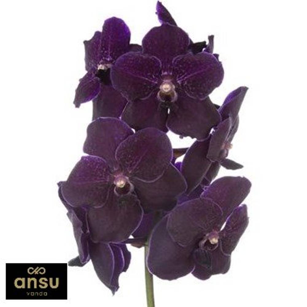 Vanda purple Blackberry X4 Stiele