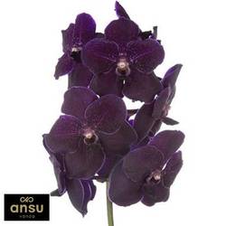 Vanda purple Blackberry X4 Stiele