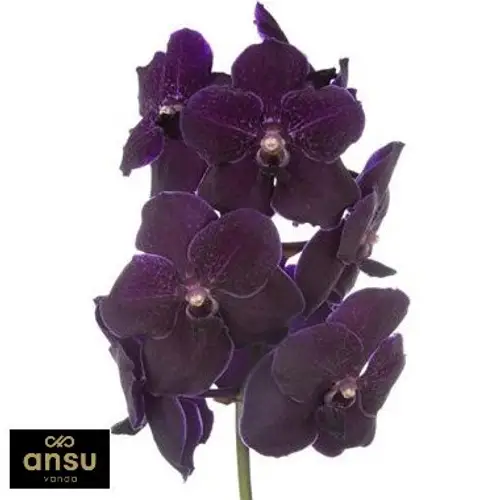 Vanda purple Blackberry X4 Stiele