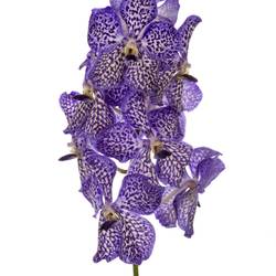 Vanda purple Blackberry X4 Stiele