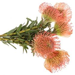 Nutans rosa Ayoba 60cm