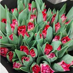 Tulpe rosa/lila