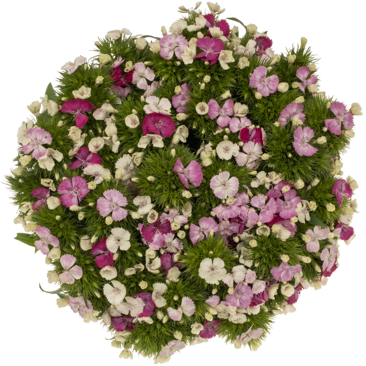 Bartnelke rosa/weiss Duchesse 60cm
