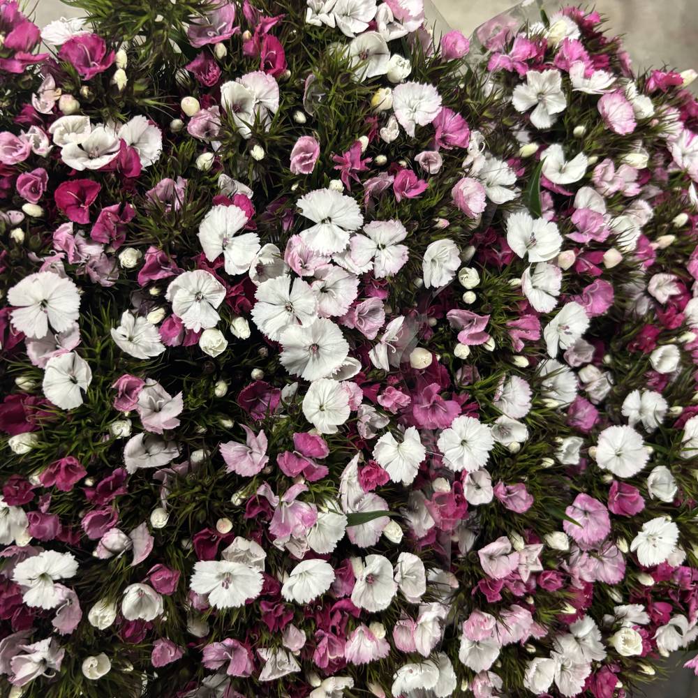 Bartnelke rosa/weiss Duchesse 60cm