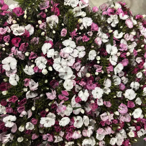 Bartnelke rosa/weiss Duchesse 60cm