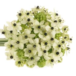 Ornithogalum weiss Arabicum 80cm