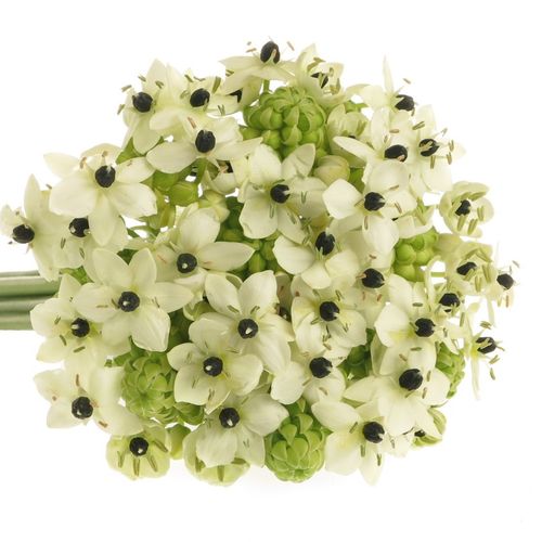 Ornithogalum weiss Arabicum 80cm