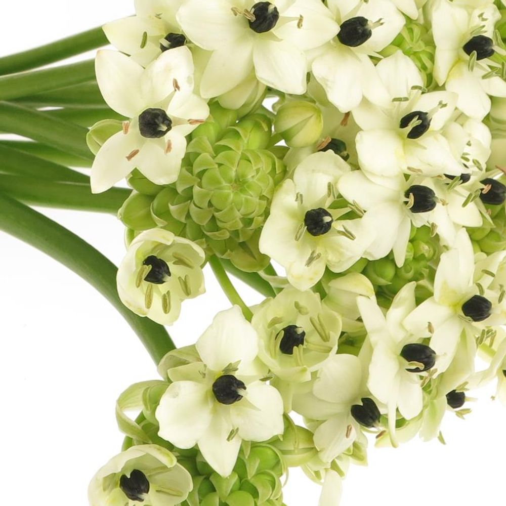 Ornithogalum weiss Arabicum 80cm