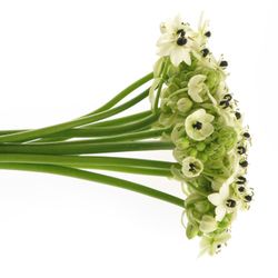 Ornithogalum weiss Arabicum 80cm