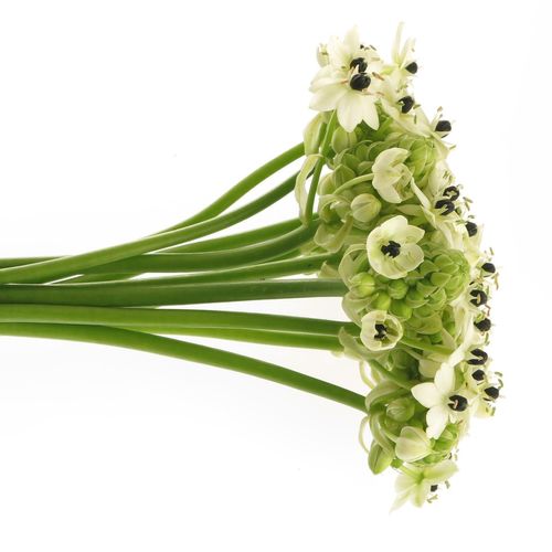 Ornithogalum weiss Arabicum 80cm
