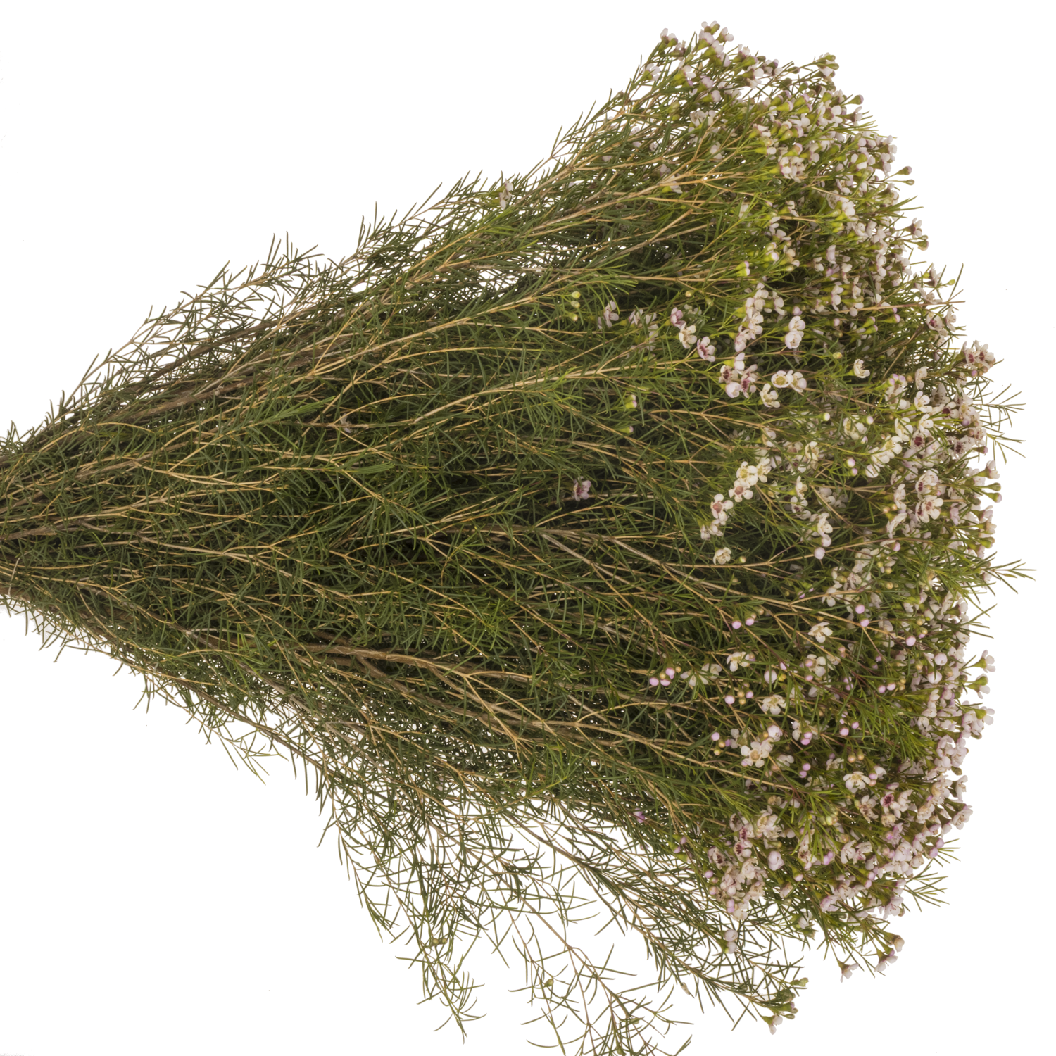 Wachsflower hell rosa Dori 65 Gramm 70cm