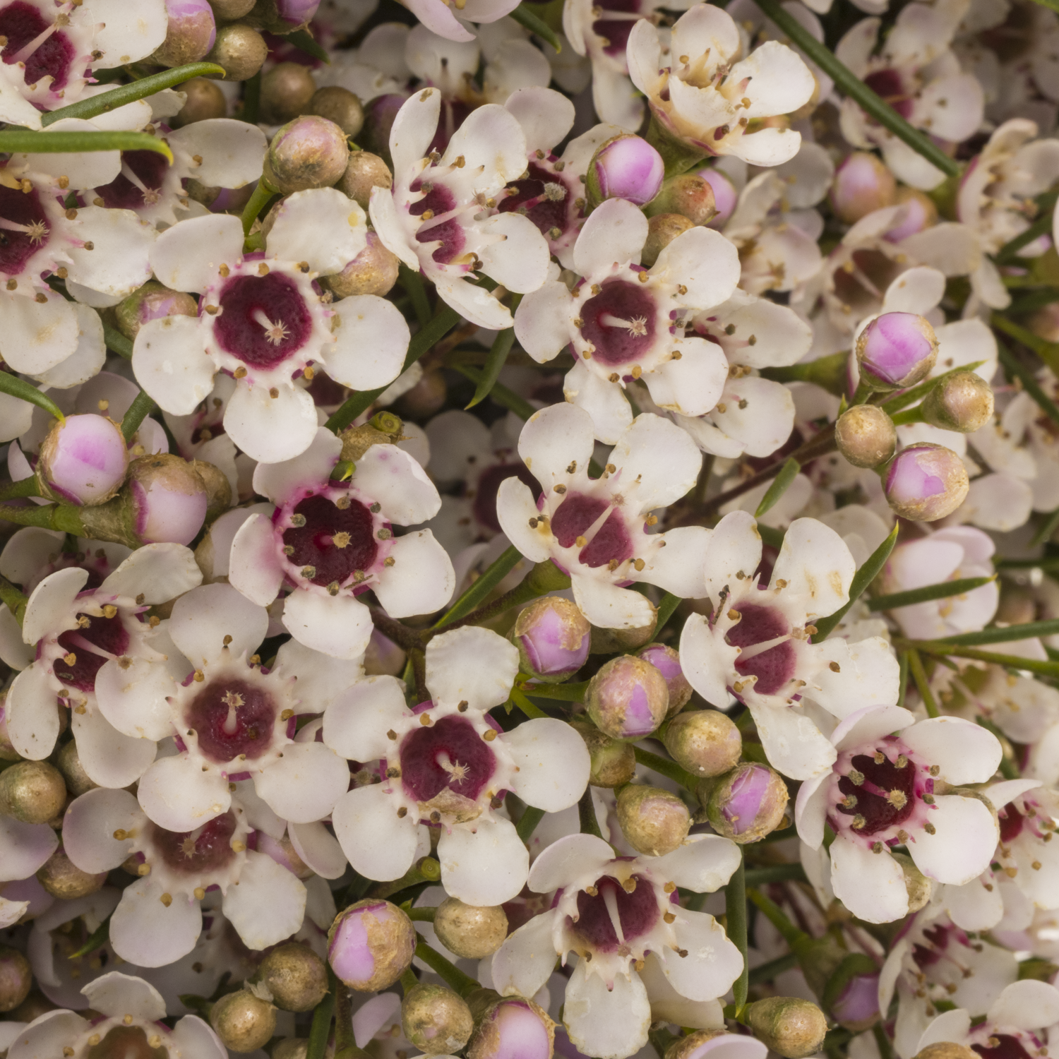 Wachsflower hell rosa Dori 65 Gramm 70cm