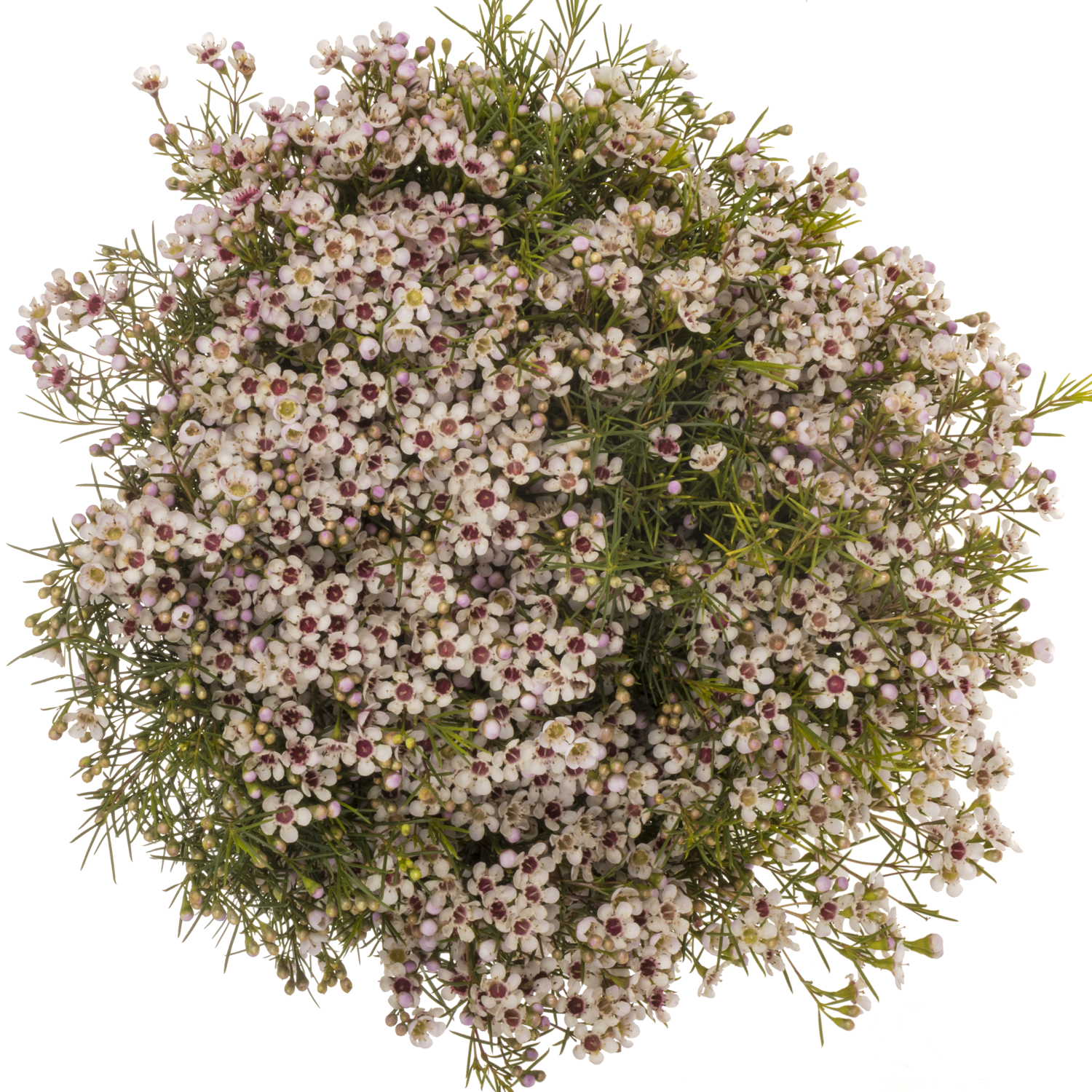 Wachsflower hell rosa Dori 65 Gramm 70cm