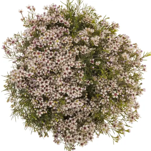 Wachsflower hell rosa Dori 65 Gramm 70cm