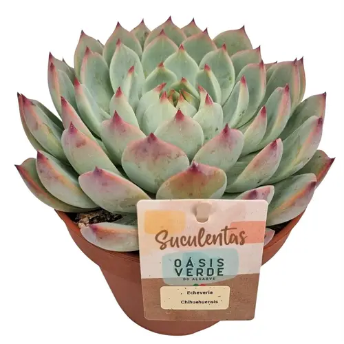 Echeveria chihuahuaensis T14 H025