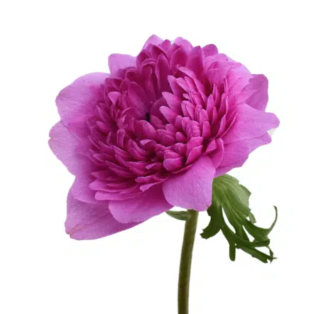 Anemone lila Levante Pink 40 cm Italien