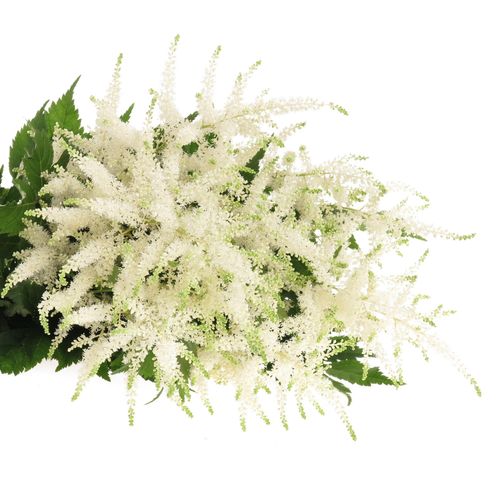 Spirea weiss Wasington 60cm
