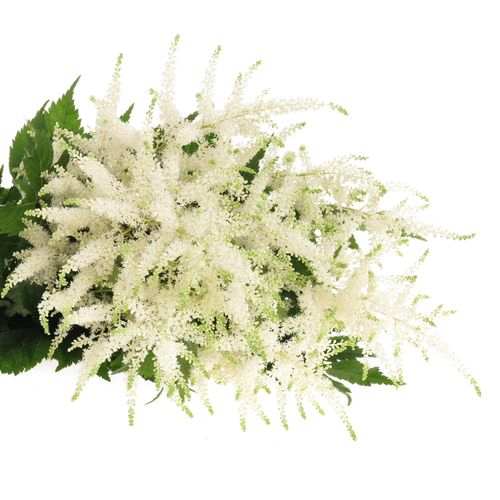 Spirea weiss Wasington 60cm