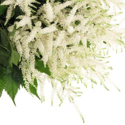 Spirea weiss Wasington 60cm