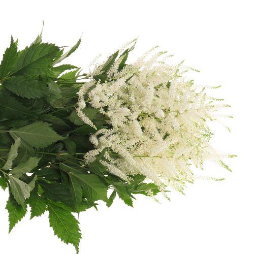 Spirea weiss Wasington 60cm