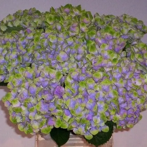 Hortensie blau/grün Amethyst Bol 16-18cm 60c