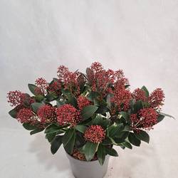 Skimmia rot Japonica Rubella 20+Blüte T17 H040