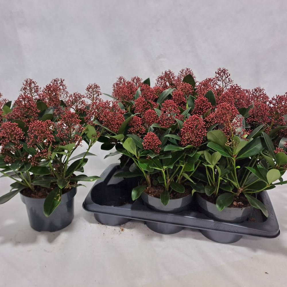 Skimmia rot Japonica Rubella 20+Blüte T17 H040
