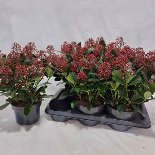 Skimmia rot Japonica Rubella 20+Blüte T17 H040