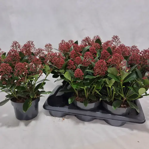 Skimmia rot Japonica Rubella 20+Blüte T17 H040