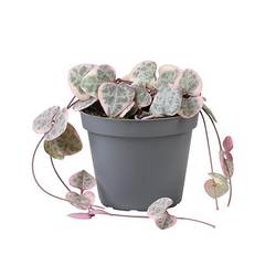 Ceropegia Woodii Variegata T06 H010