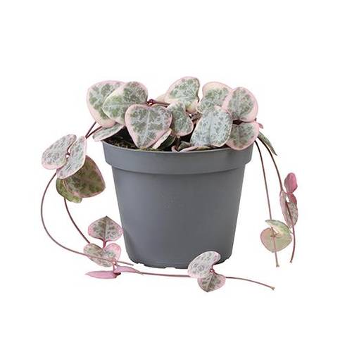 Ceropegia Woodii Variegata T06 H010