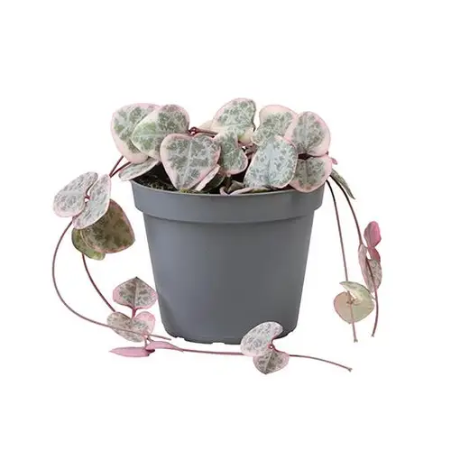 Ceropegia Woodii Variegata T06 H010