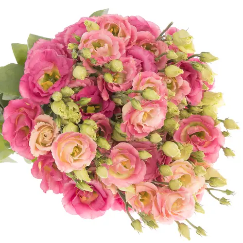 Lisianthus rosa/creme Croma 5+Blüte 70cm