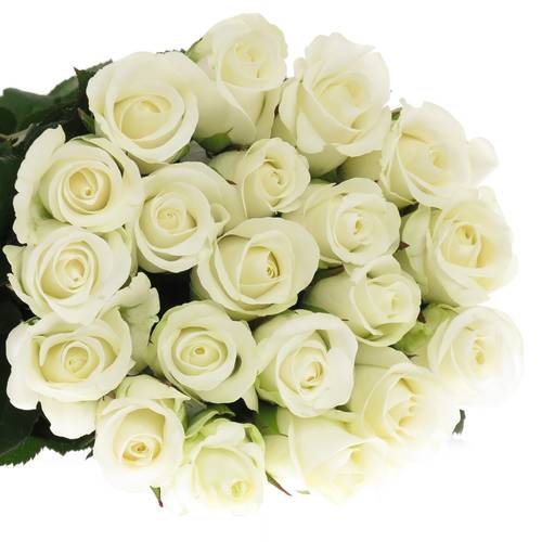 Rose weiss Akito    50cm