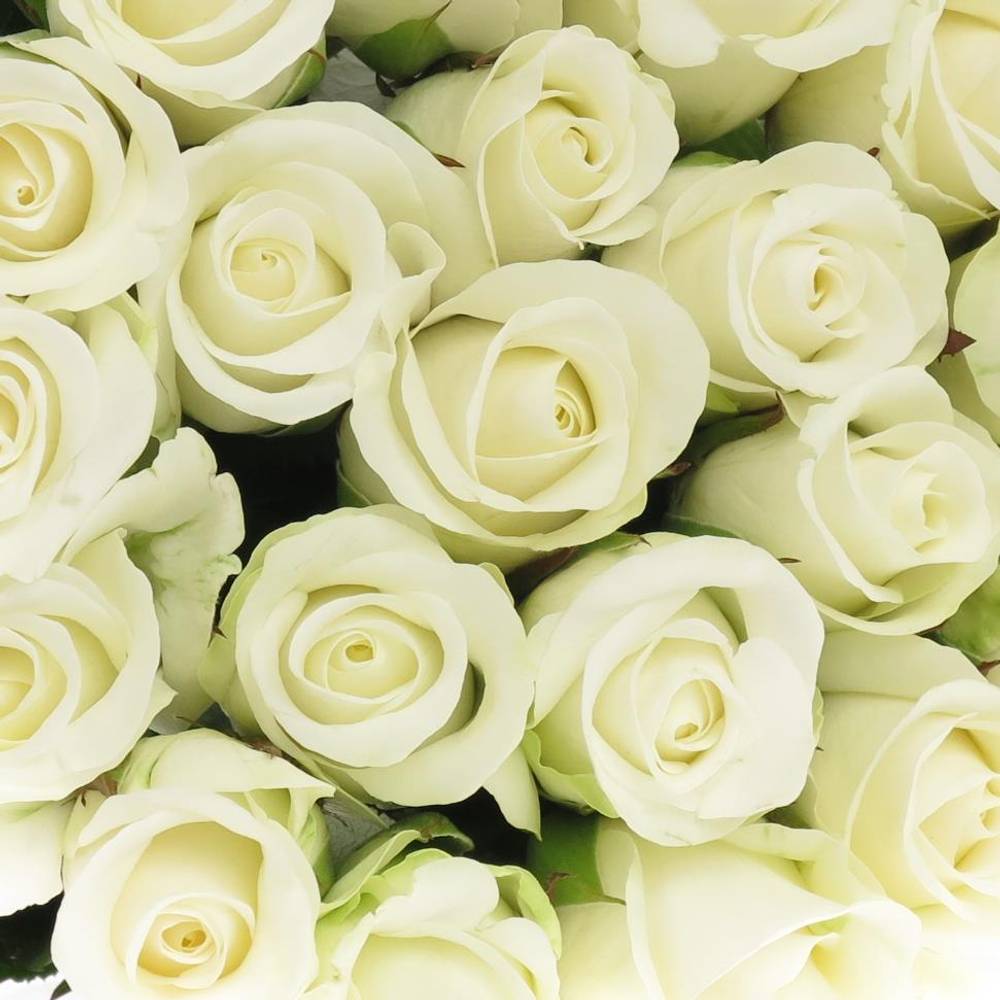 Rose weiss Akito    50cm