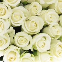 Rose weiss Akito    50cm