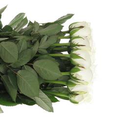 Rose weiss Akito    50cm