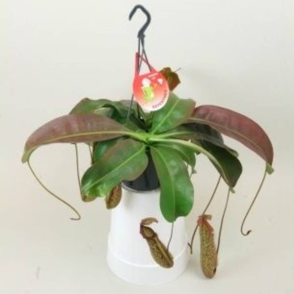 Nepenthes Miranda T15 H060